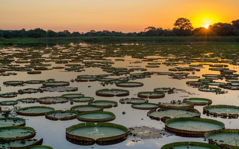 pantanal3 caiman (Copy)